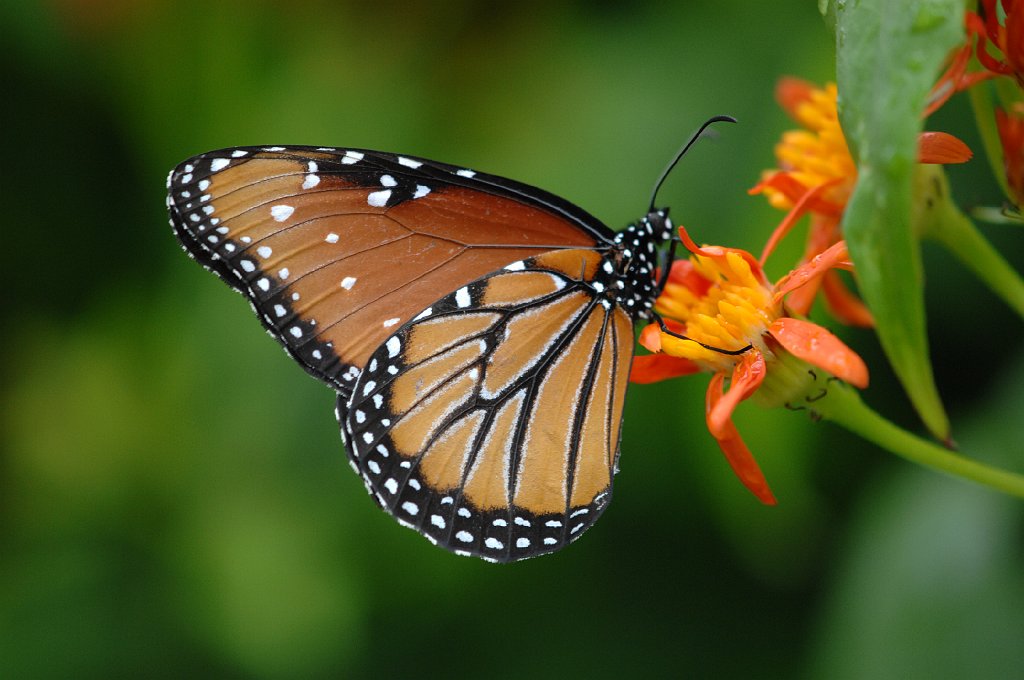 144 2013-01088598 South Padre Island, TX.JPG - Queen (Danaus gilippus) Butterfly. Convention Center, South Padre Island, TX, 1-8-2013